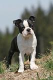 BOSTON TERRIER 259